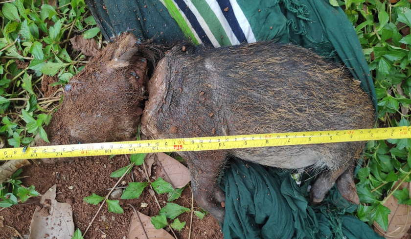 Seekor babi hutan yang dianggap sebagai babi ngepet hebohkan warga Sawangan, Depok. (Foto: PMJ News).