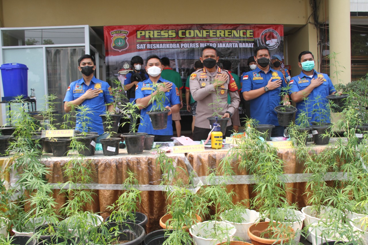 Polres Jakarta Barat bongkar kasus budidaya tanaman ganja secara hidroponik. (Foto: Dok PMJ News). 