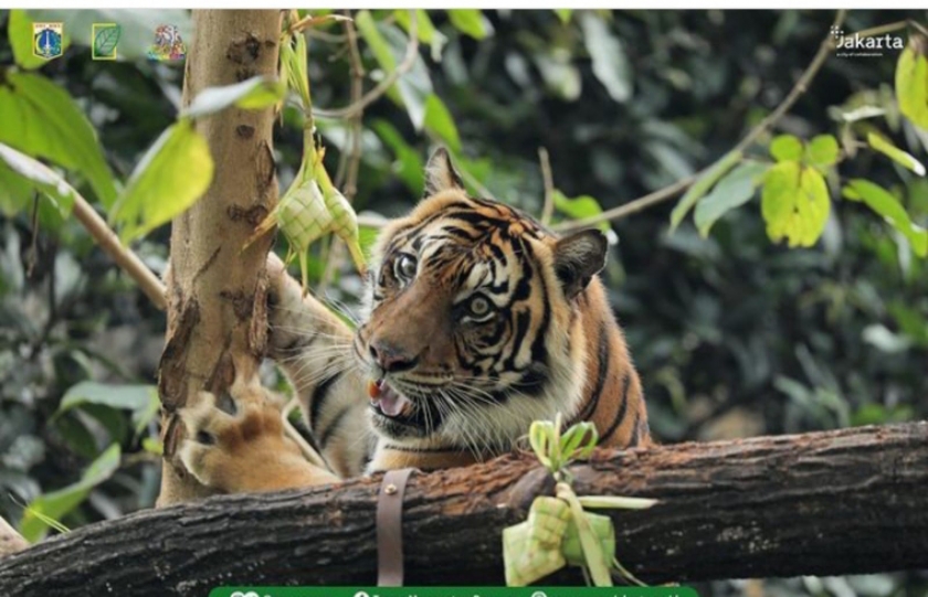 Satwa harimau di Taman Margasatwa Ragunan. (Foto: Instagram Ragunan)