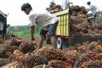 Petani sedang mengolah kelapa sawit. (Foto: PMJ News)