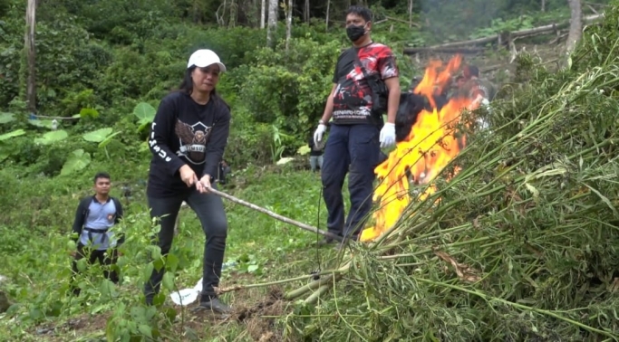 Satuan Reserse Narkoba Polres Metro Jakarta Barat menemukan dan membakar ladang ganja di Mandailing Natal, Sumut. (Foto: PMJ News). 