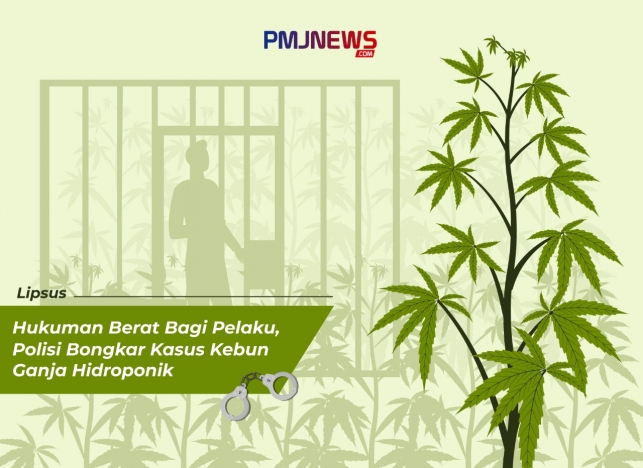 Polisi bongkar kasus budidaya tanaman ganja secara hidroponik. (Foto: PMJ News/ Ilustrasi)