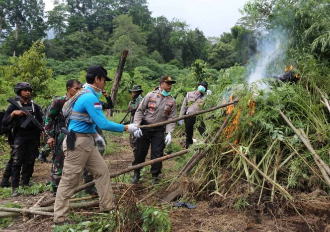 Aparat TNI Polri memusnahkan ladang ganja seluas dua hektar di Desa Pulo, Seulimum, Aceh Besar. (Foto: BNN). 