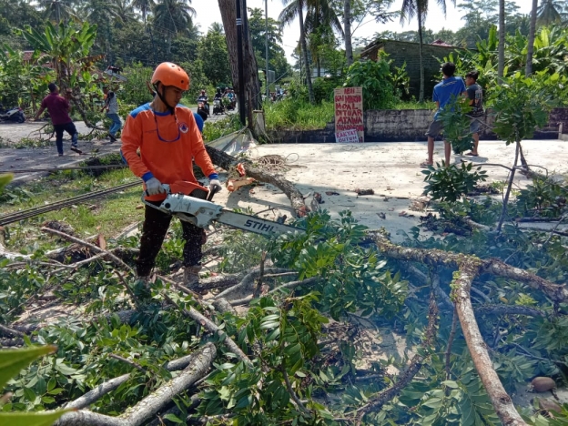 Penebangan pohon. (Foto: Dok Net)