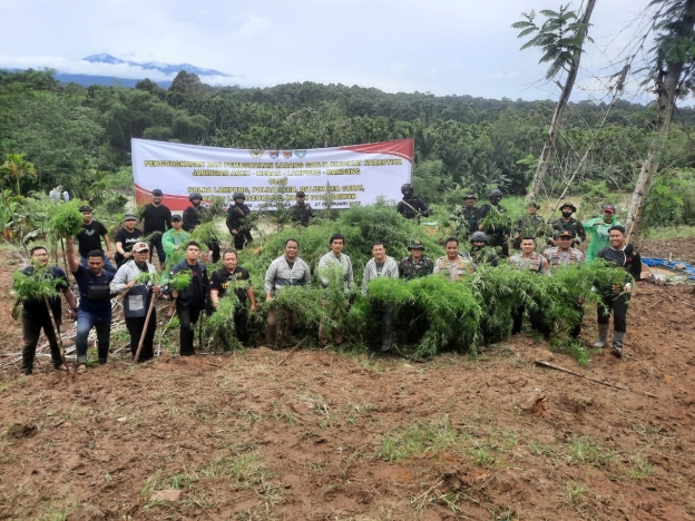 Polisi menemukan ladang ganja dengan luas 6,28 hektar. (Foto: Istimewa)
