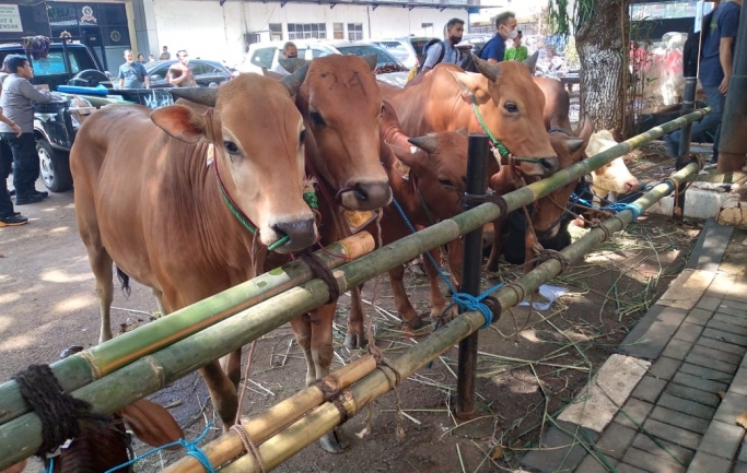 Satgas Penanganan PMK meminta peternak rutin melakukan testing dan karantina. (Foto: PMJ News/Hadi)