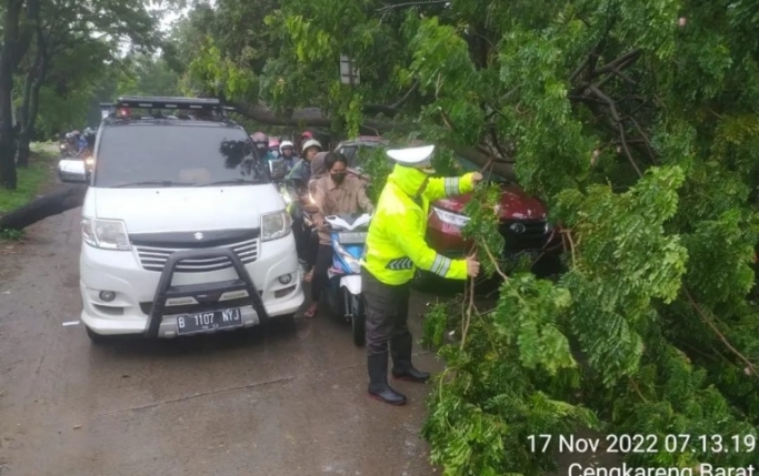 Petugas polisi mengevakuasi pohon tumbang yang menutupi jalan. (Foto: PMJ News)