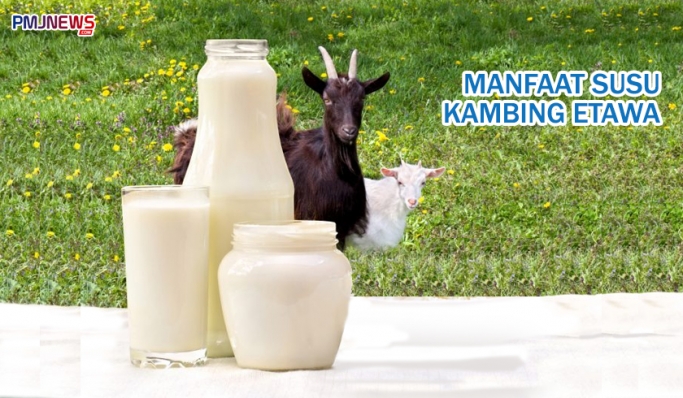 Penelitian mengungkapkan susu kambing Etawa memiliki manfaat bagi kesehatan. (Foto: |Kolase PMJ News)