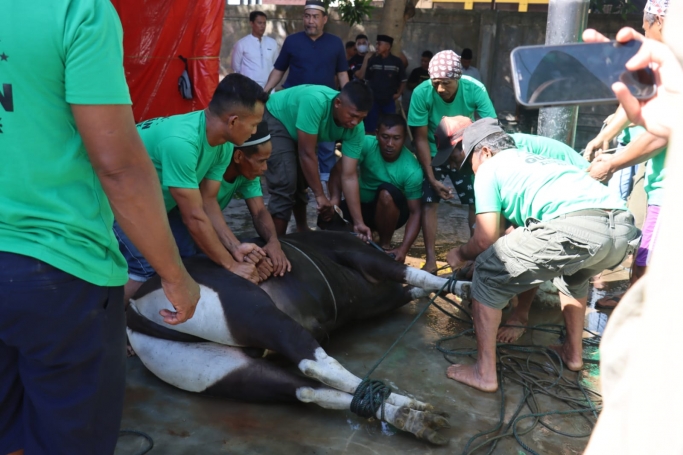 Polda Gorontalo melakukan pemotongan hewan kurban. (Foto: PMJ News)