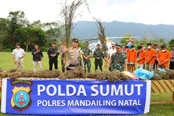 Kapolda Sumut Irjen Pol Agung Setya Imam Effendi tunjukkan barang bukti kebun ganja. (Foto: PMJ/Ist).
