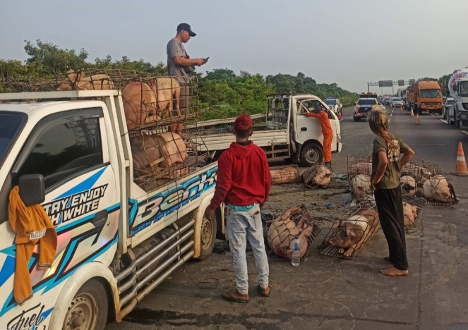 Truk muatan babi kecelakaan di Tol Jagorawi. (Foto: PMJ/Ist).