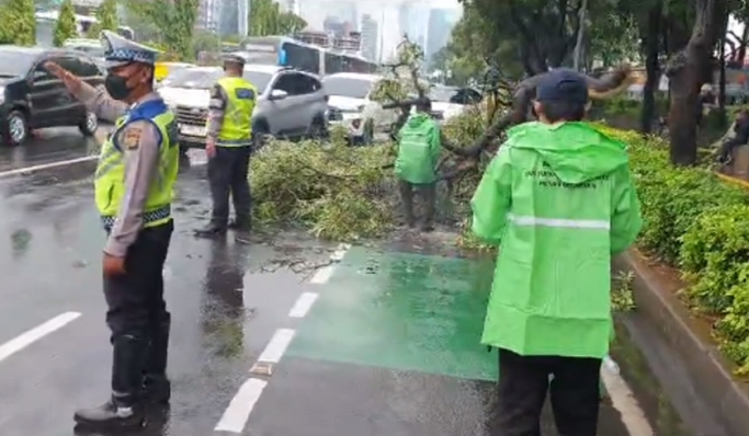 Hujan deras menyebabkan pohon tumbang depan Mapolda Metro Jaya. (Foto: PMJ News/Twitter @TMCPoldaMetro)