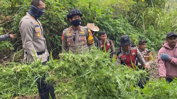 Ladang Ganja di Taman Nasional Bromo. (Foto: PMJ/Ist).