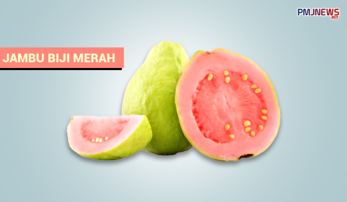 Buah jambu biji merah baik untuk menjaga kesehatan dan mengatasi berbagai penyakit. (Foto: Kolase PMJ News)