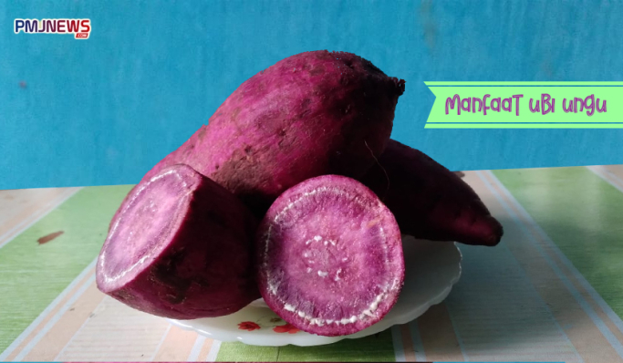Ubi ungu atau dikenal dengan nama latin Ipomoea ternyata memiliki manfaat bagi kesehatan tubuh. (Foto: PMJ News/Hadi)