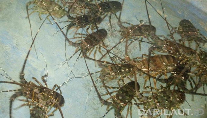 Petugas menggagalkan penyelundupan benih lobster. (Foto: PMJ News/Dok Net).